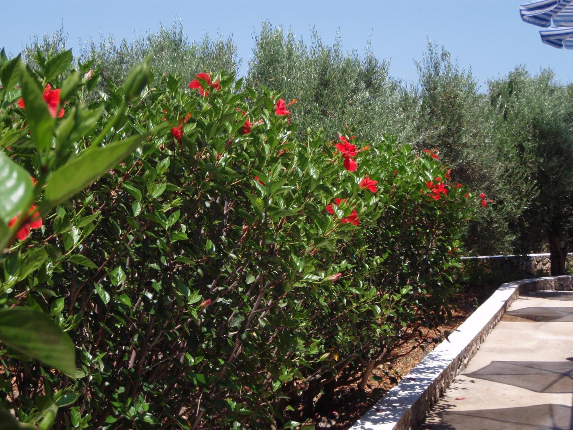 Villas Michalis Χωραφάκια Εξωτερικό φωτογραφία
