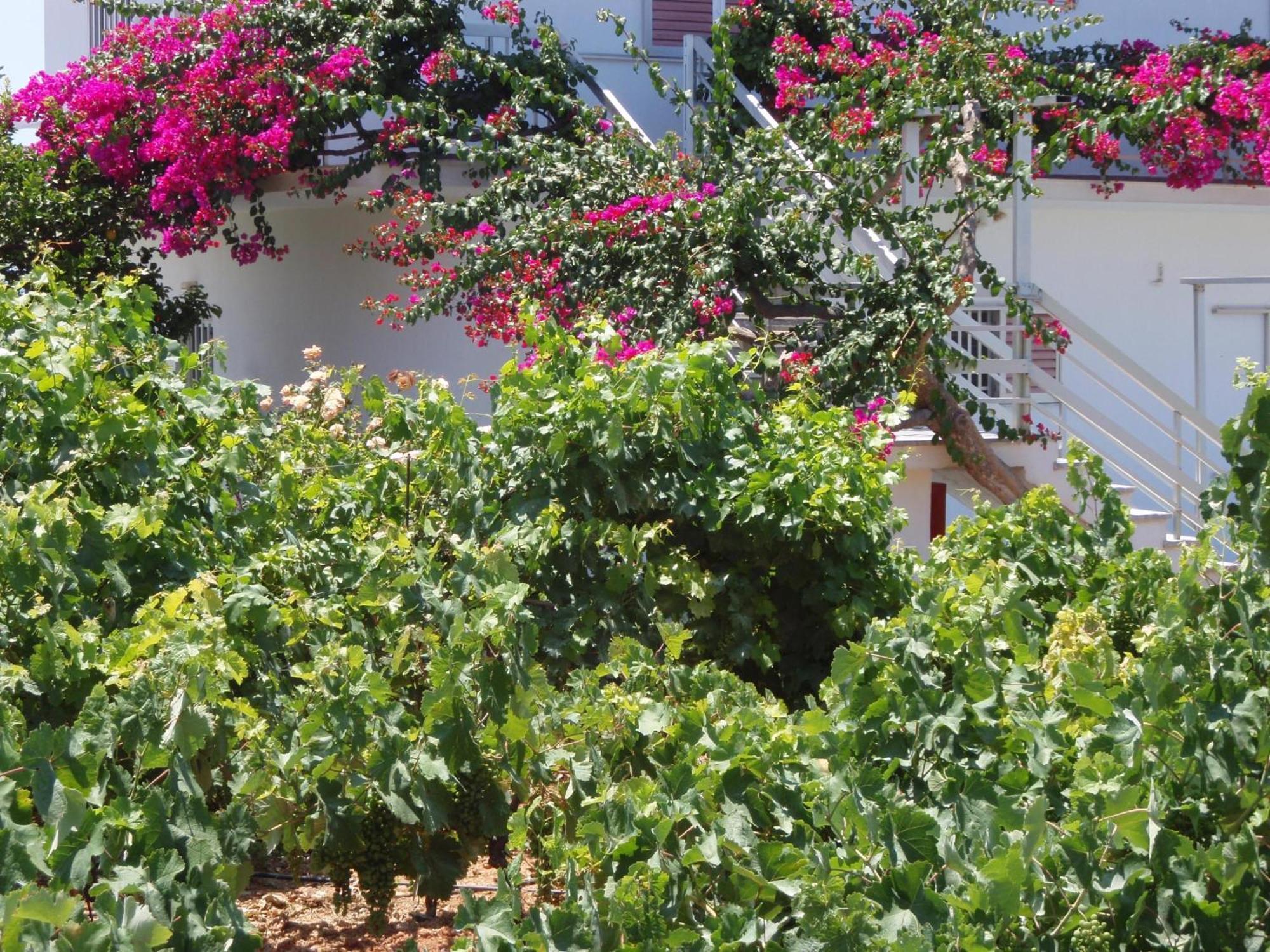 Villas Michalis Χωραφάκια Εξωτερικό φωτογραφία